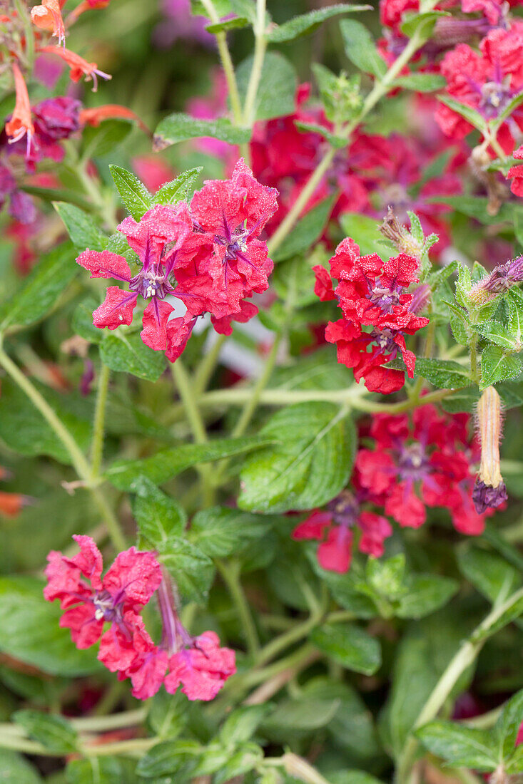 Cuphea llavea 'Vienco Hot Pink' (German)