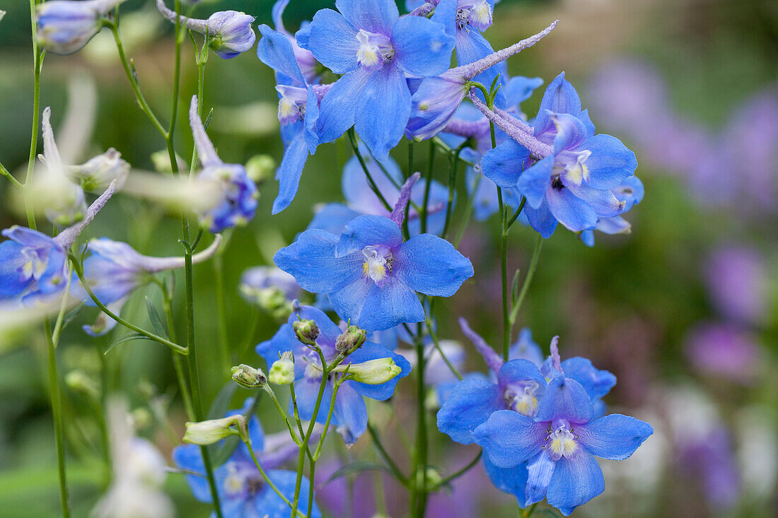 Delphinium belladonna 'Piccolo'