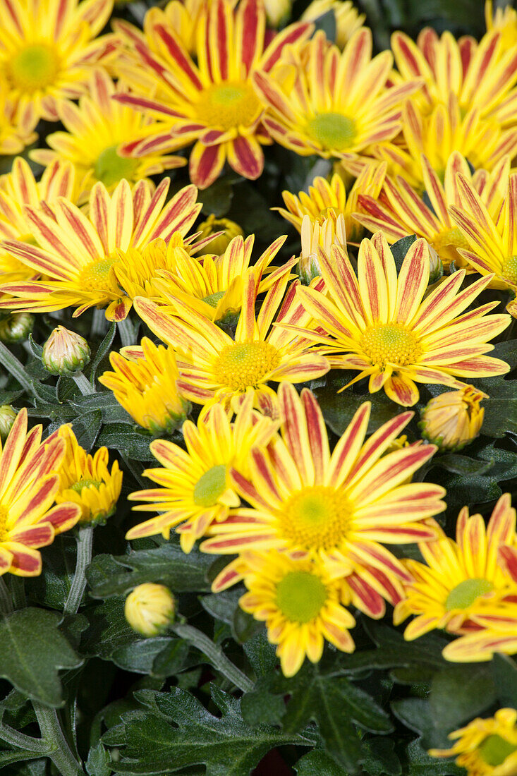 Chrysanthemum indicum 'Robin'