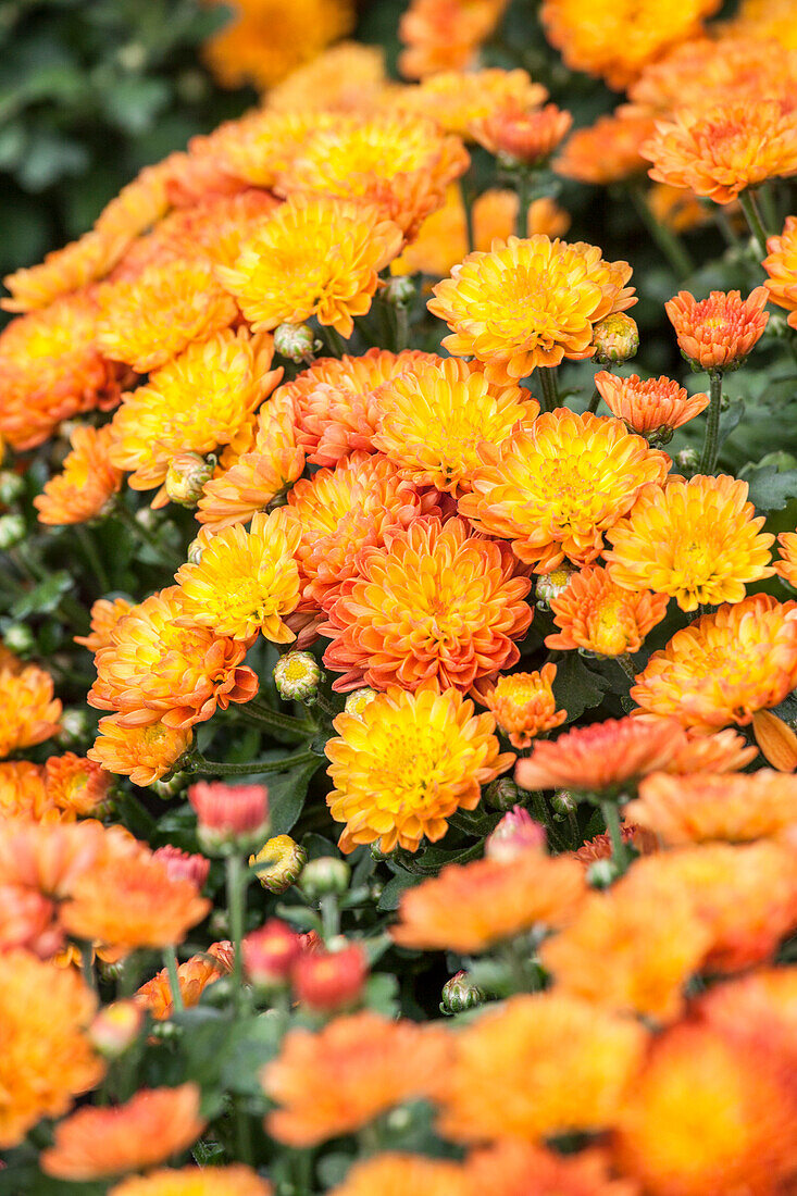 Chrysanthemum multiflora