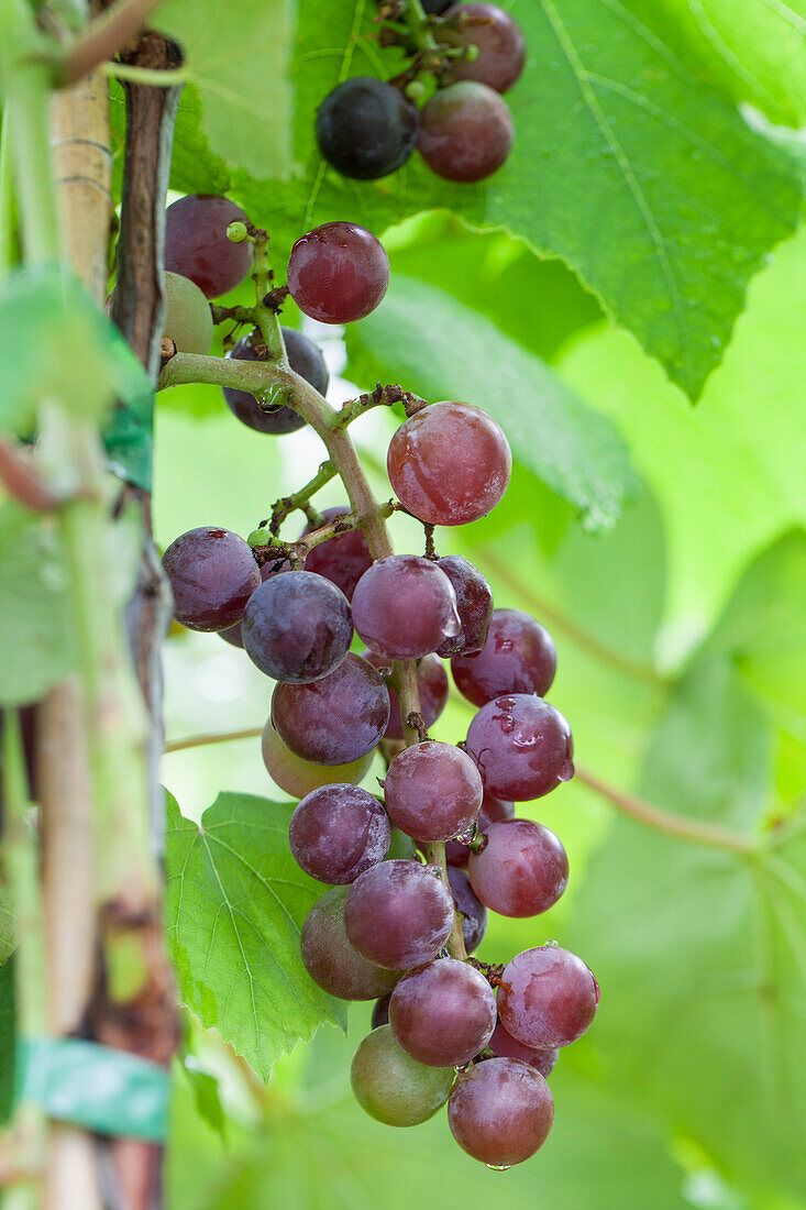 Vitis vinifera 'Dirju Campbell'