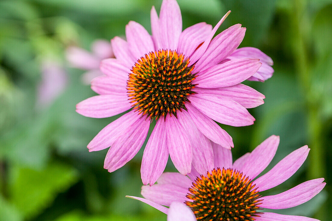 Echinacea purpurea