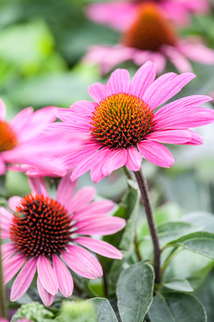 Echinacea purpurea 'The King'