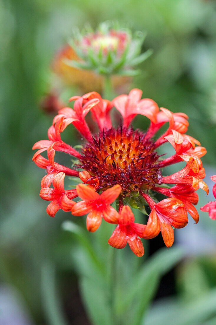 Gaillardia x grandiflora 'Fanfare'®