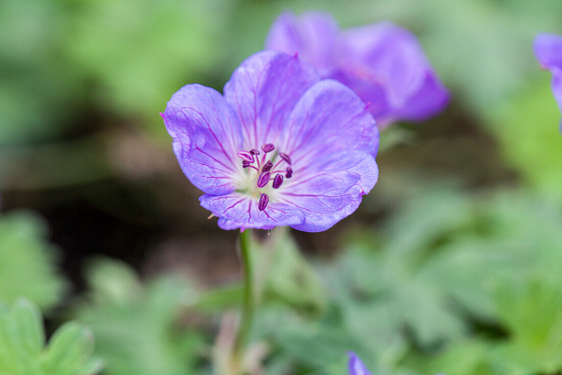 Geranium 'Rozanne'®