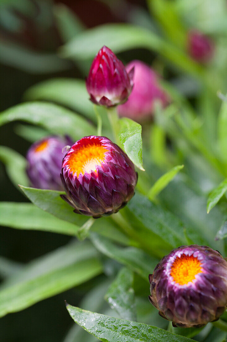 Helichrysum Xagros Purple