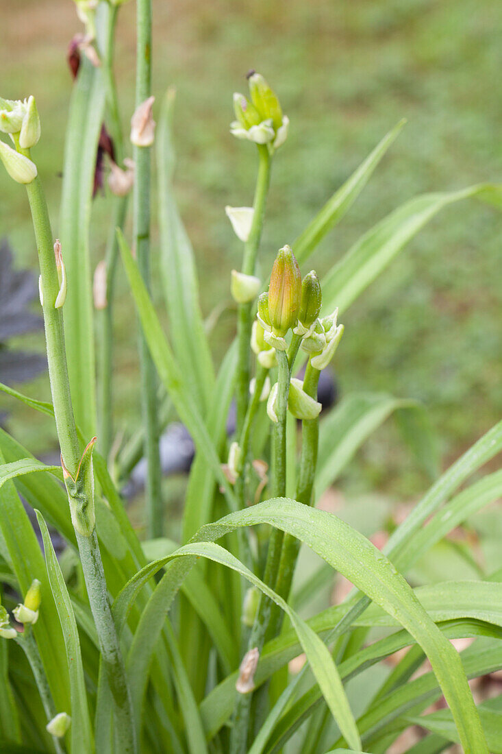 Hemerocallis Crimson Pirate