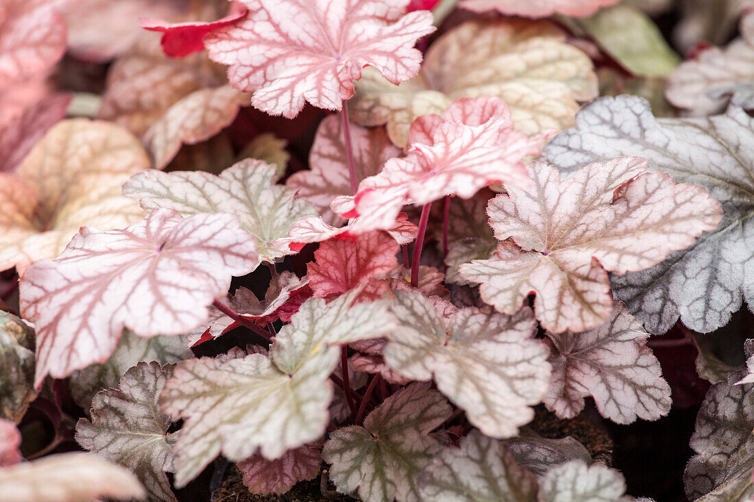 Heuchera 'Amber Lady'