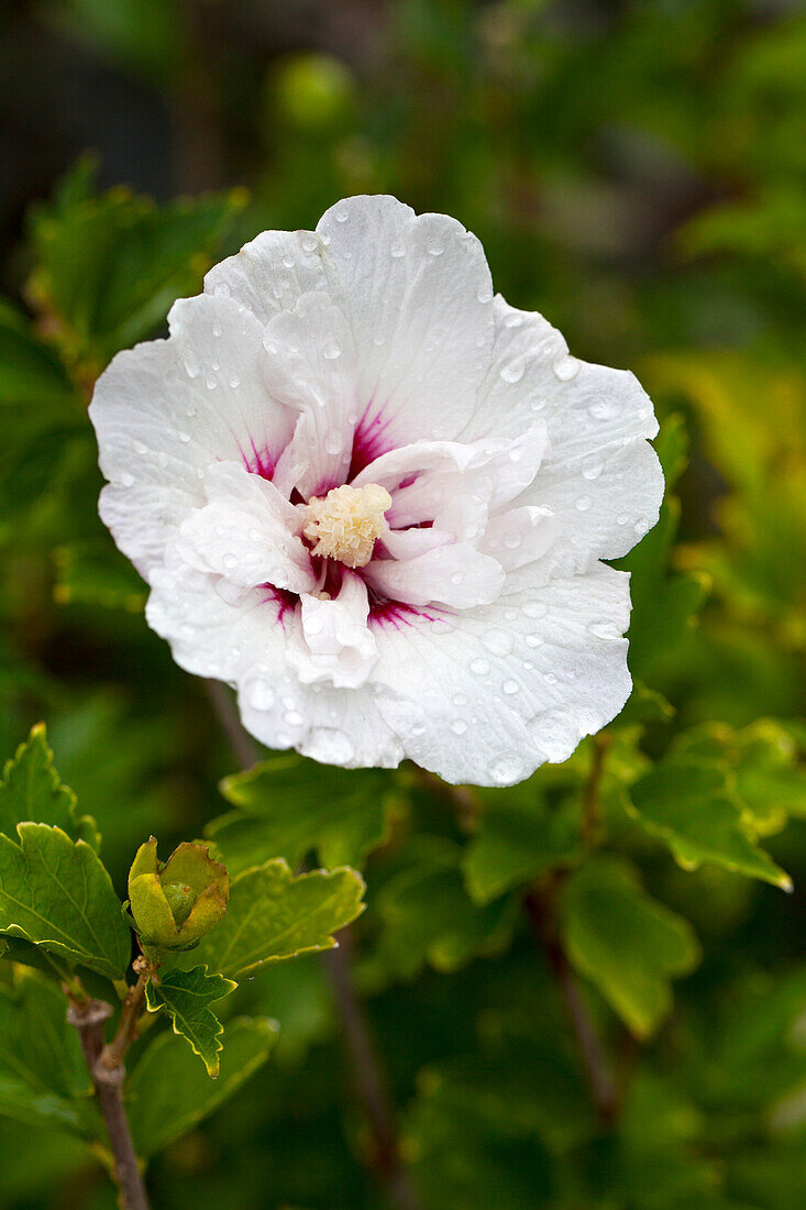 Hibiscus syriacus 'Pinky Spot'®