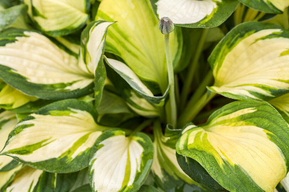 Hosta 'Color Festival