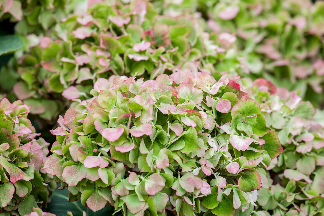 Hydrangea macrophylla