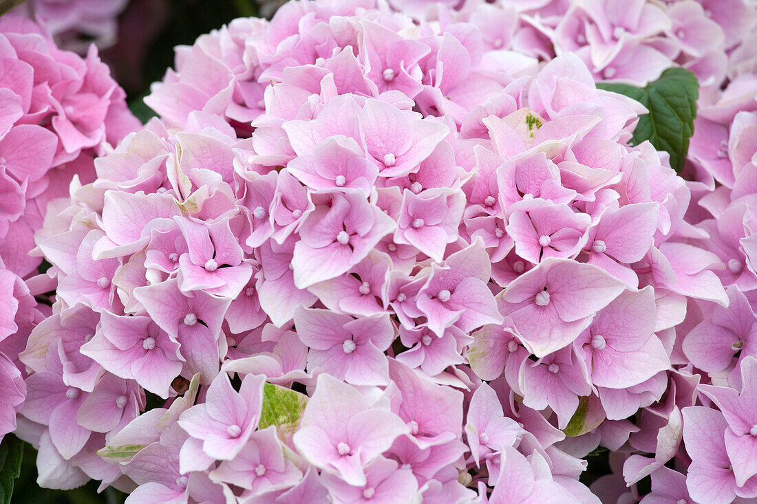 Hydrangea macrophylla, pink