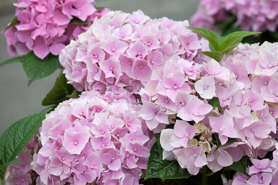 Hydrangea macrophylla, rosa