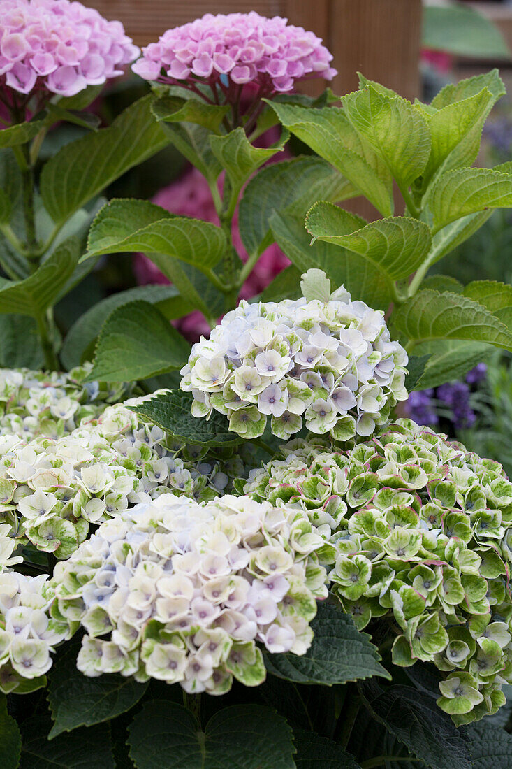 Hydrangea macrophylla 'Magical'