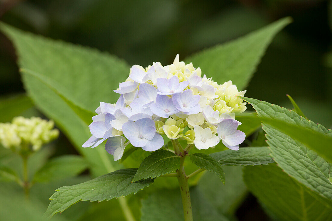 Hydrangea macrophylla blue