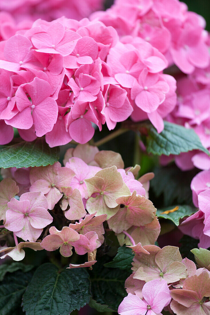 Hydrangea macrophylla rosa