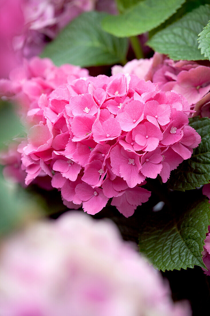 Hydrangea macrophylla, pink