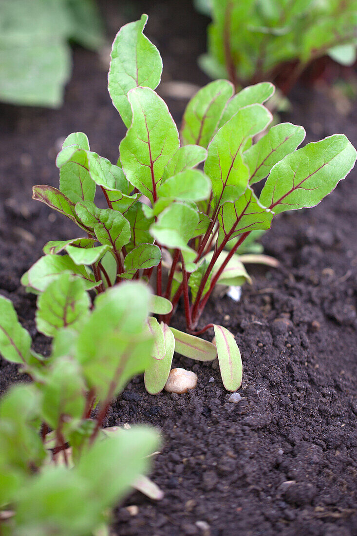 Beta vulgaris var. cicla 'Green Cut' 'Green Cut