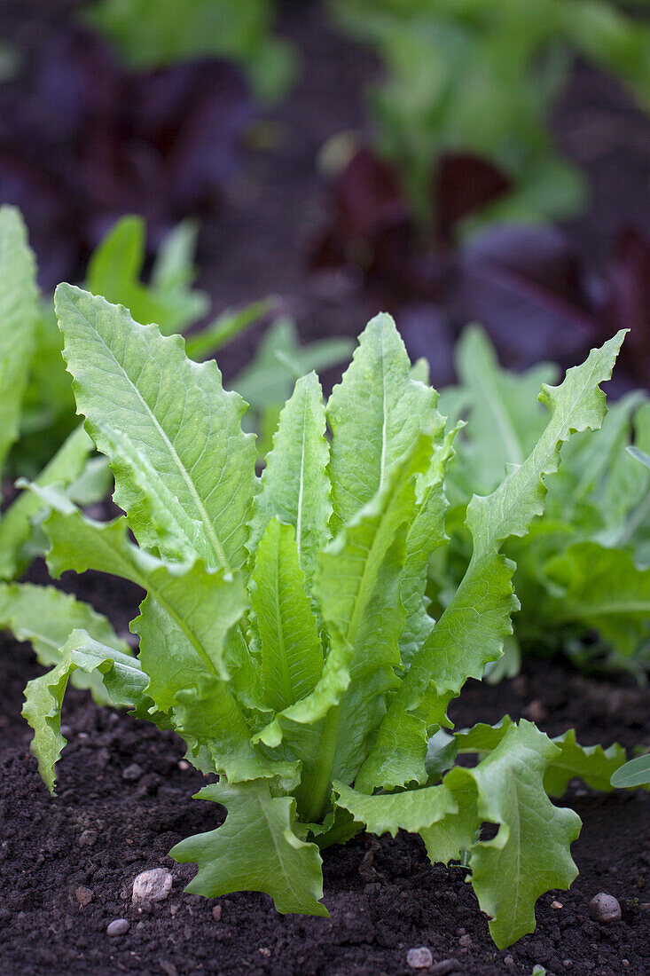 Lactuca sativa 'Venezianer'