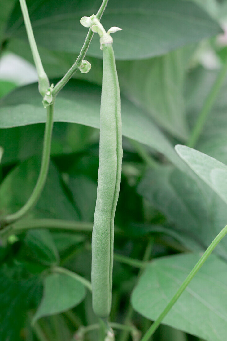 Phaseolus vulgaris var. nanus 'Daisy' (German)