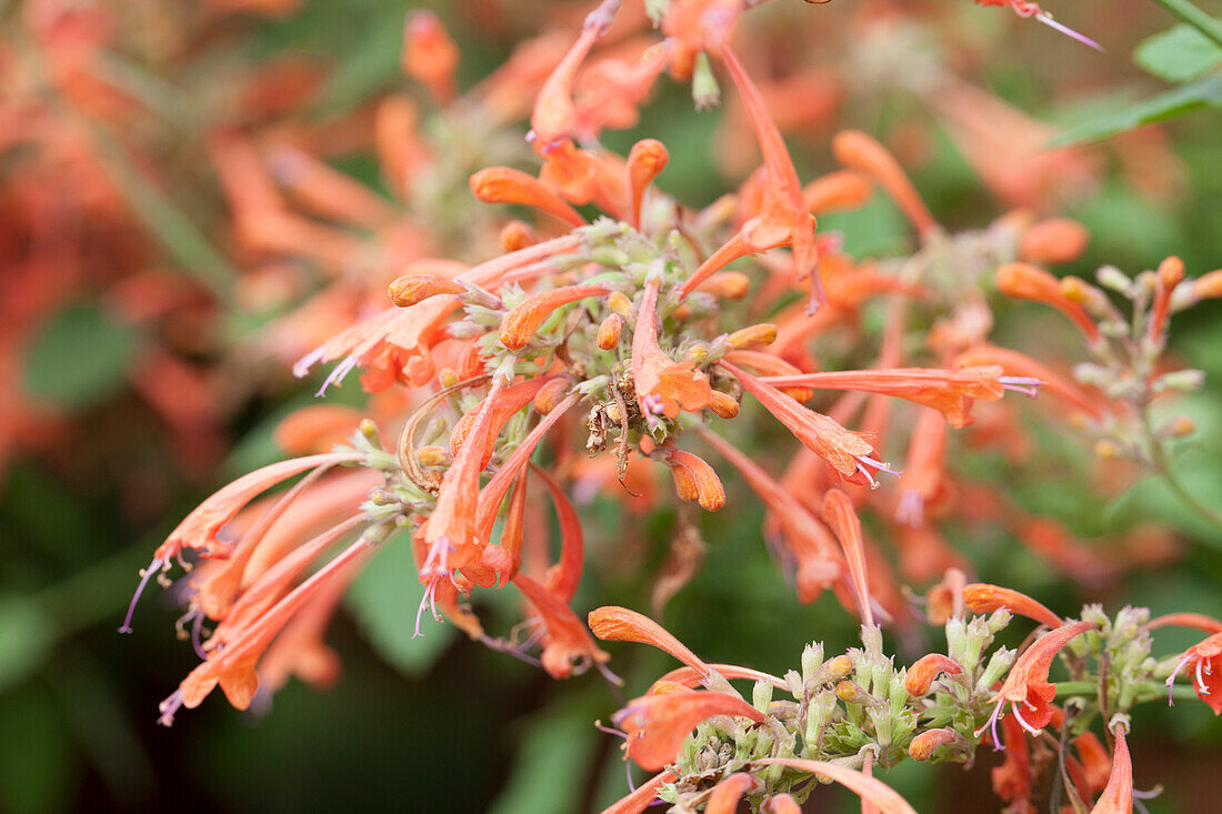 Agastache 'Kudos Mandarin'