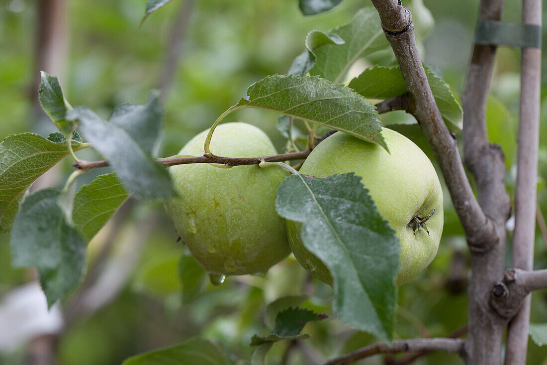 Malus domestica 'Otava'(s)