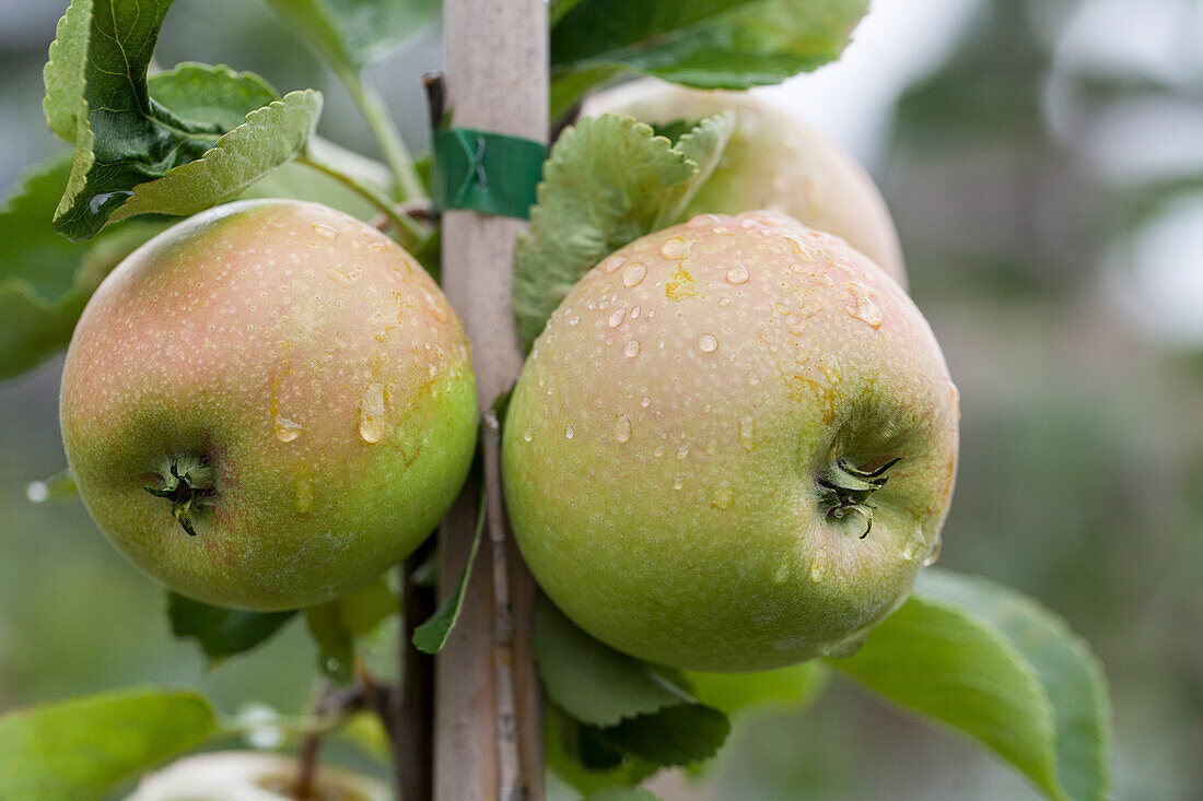 Malus domestica 'Delbard Jubile' apple