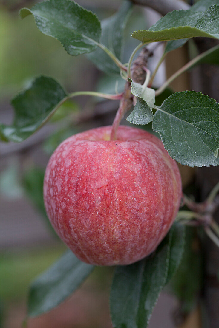 Apfel Gala (Galaxy)