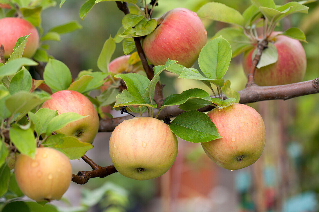 Malus domestica 'Goldparmäne'