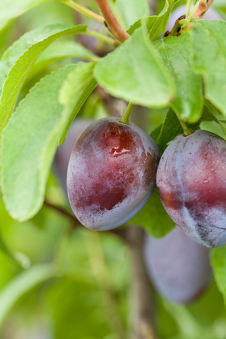 Prunus domestica subsp. domestica 'Basler Hauszwetschge' (Basler House Plum)