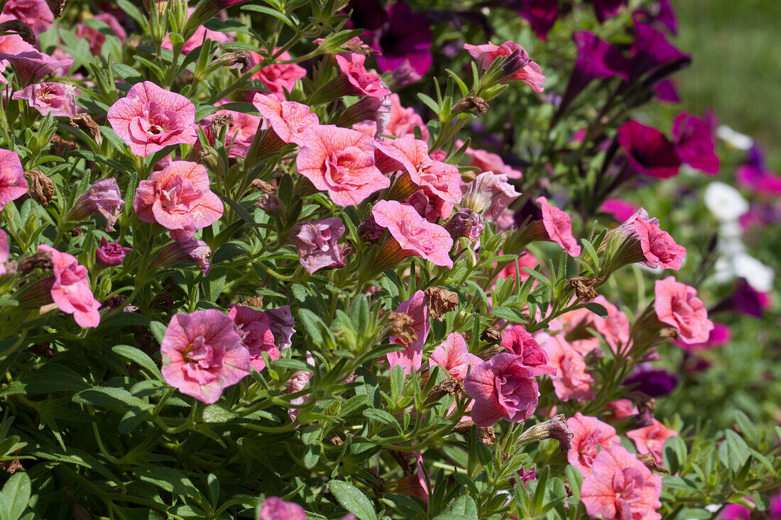 Calibrachoa Double Coral Sweet Bells