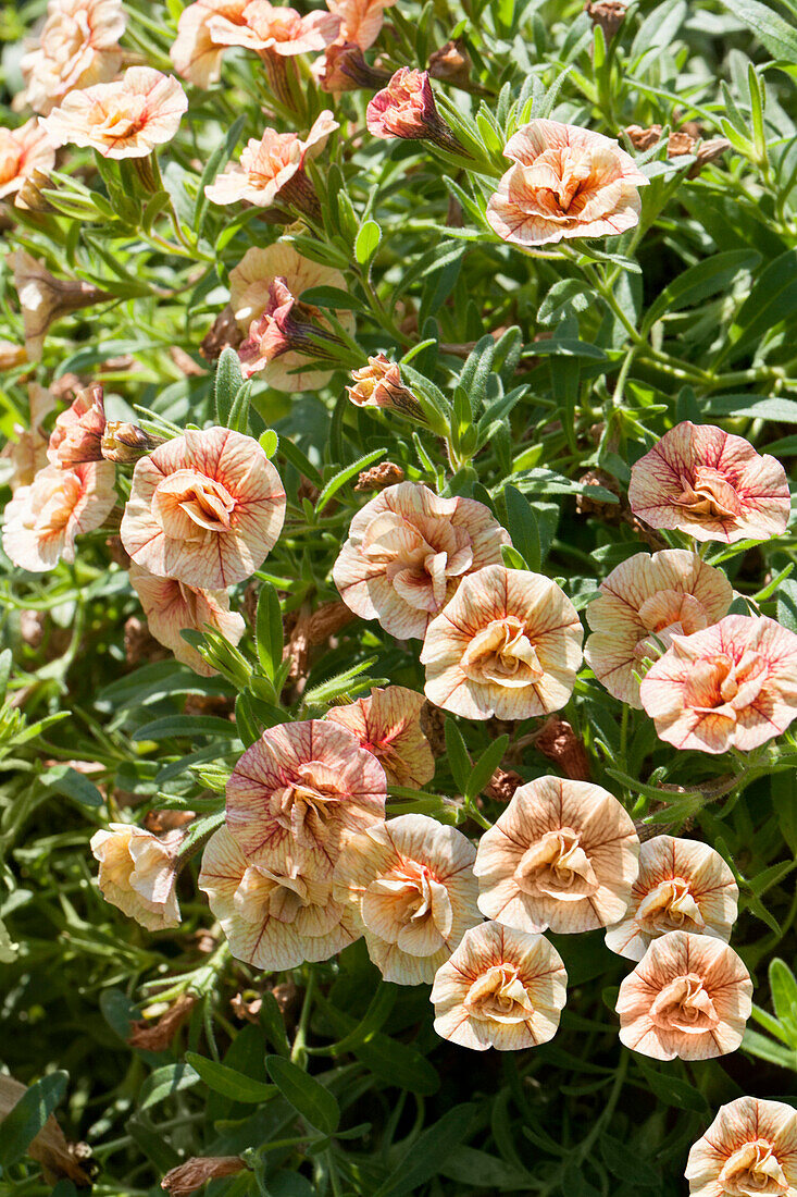 Calibrachoa Sweet Bells Double Peach