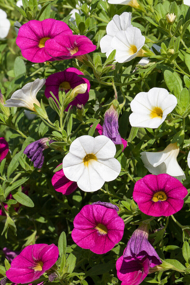 Calibrachoa Trinidad Mix