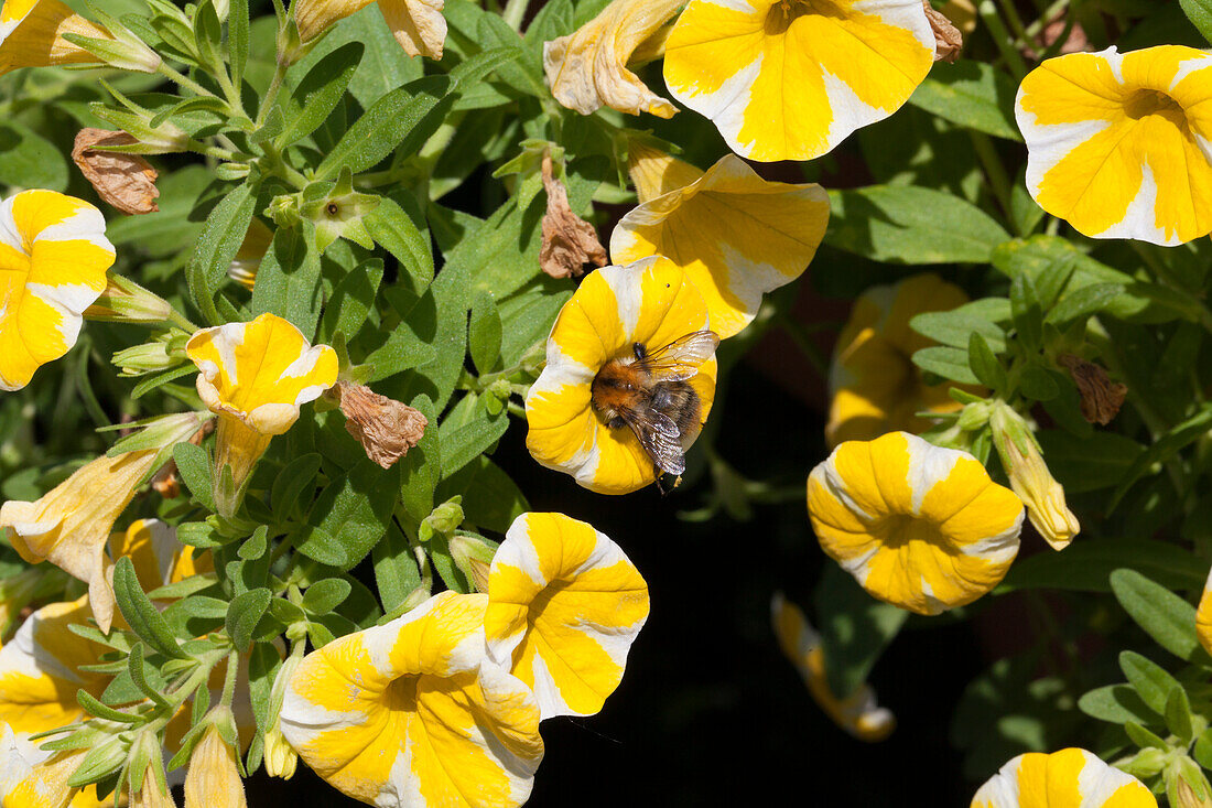 Calibrachoa hybrid Superbells Lemon Slice