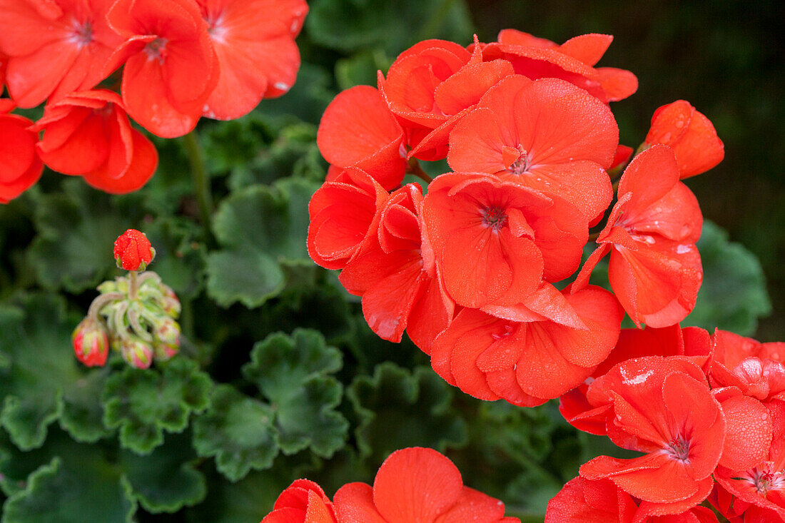 Pelargonium zonale 'PAC® Morning Sun'