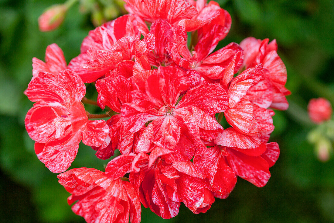 Pelargonium zonale 'Avenida Mosaic Red'