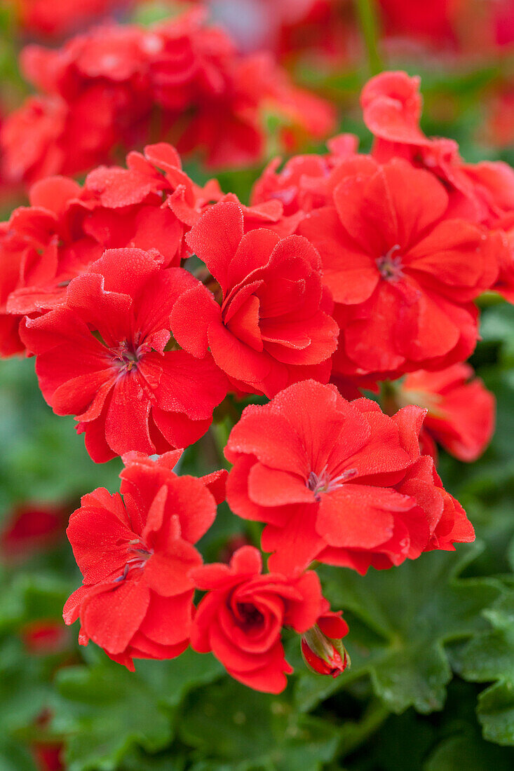 Pelargonium 'Polly'