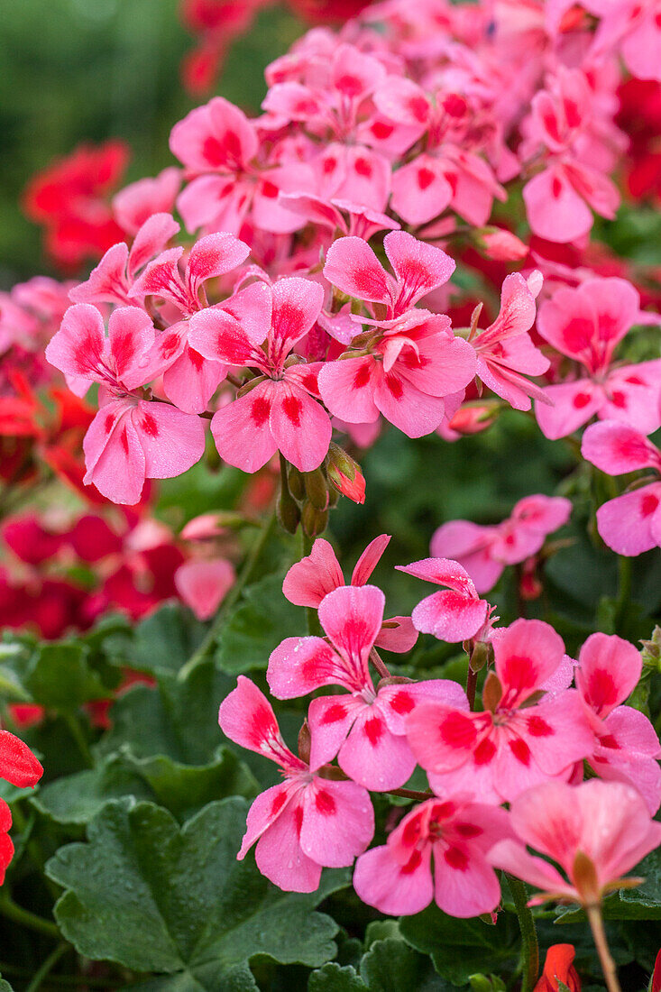 Pelargonium Summerpearls Salmon