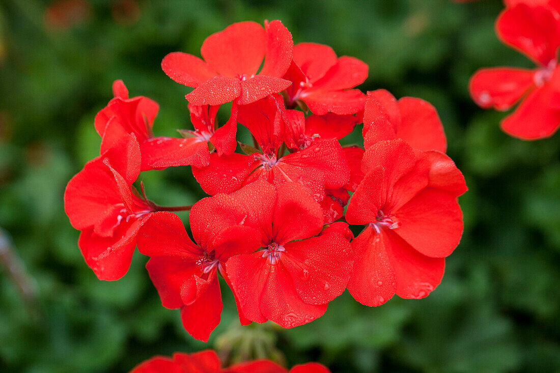 Pelargonium grandiflorum 'PAC® TWOinONE® Scarlet'