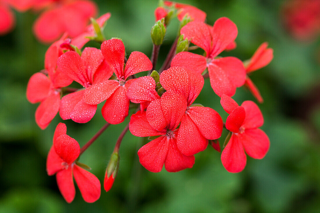 Pelargonium grandiflorum 'PAC® TWOinONE® Shadow Orange'