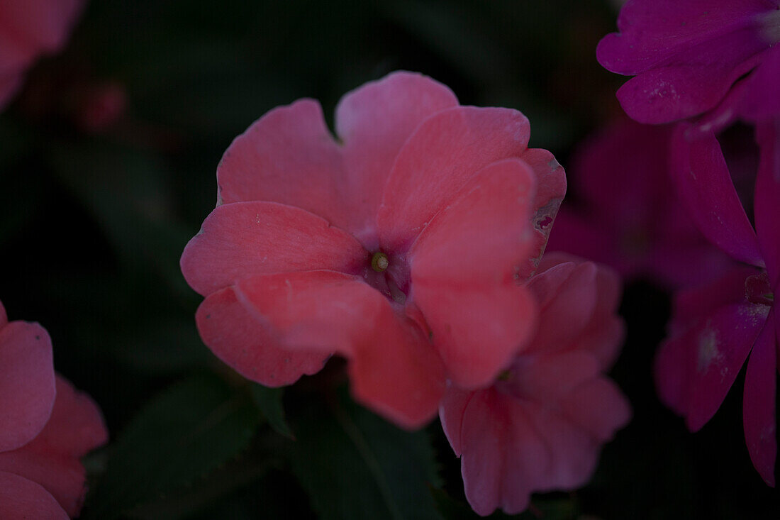 Pelargonium 'Vigorous Pink Pearl'