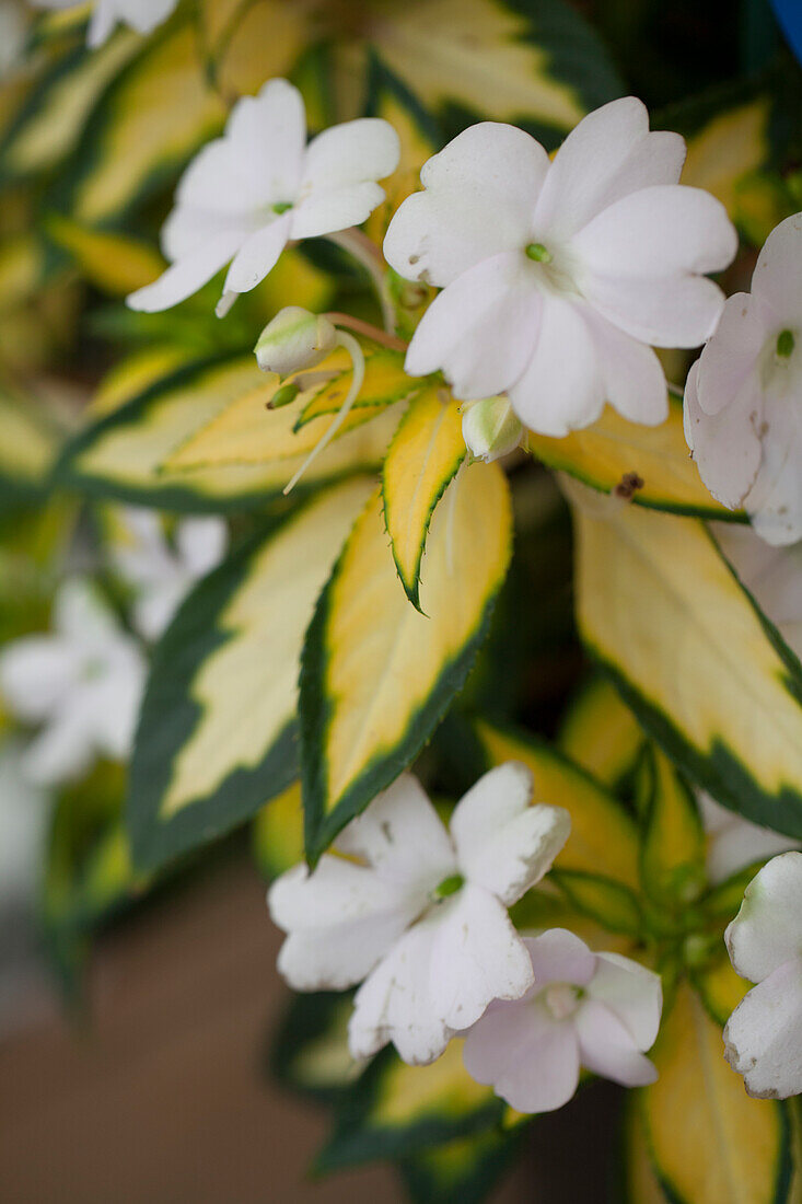 Petunia 'Sunpatiens Spreading White