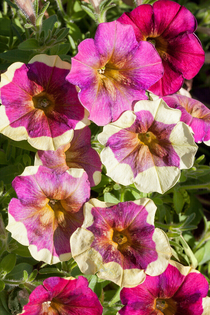 Petunia Chameltunia  'Light Purple Yellow Circle'