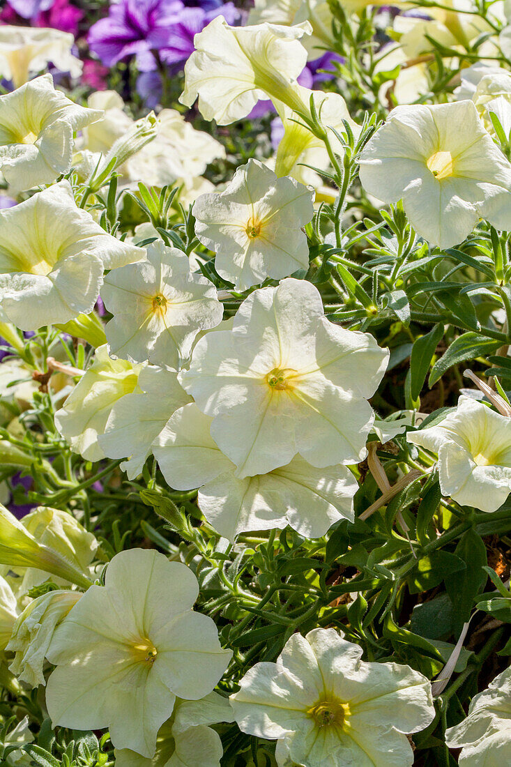 Petunia 'Crazytunia Bitter Lemon'