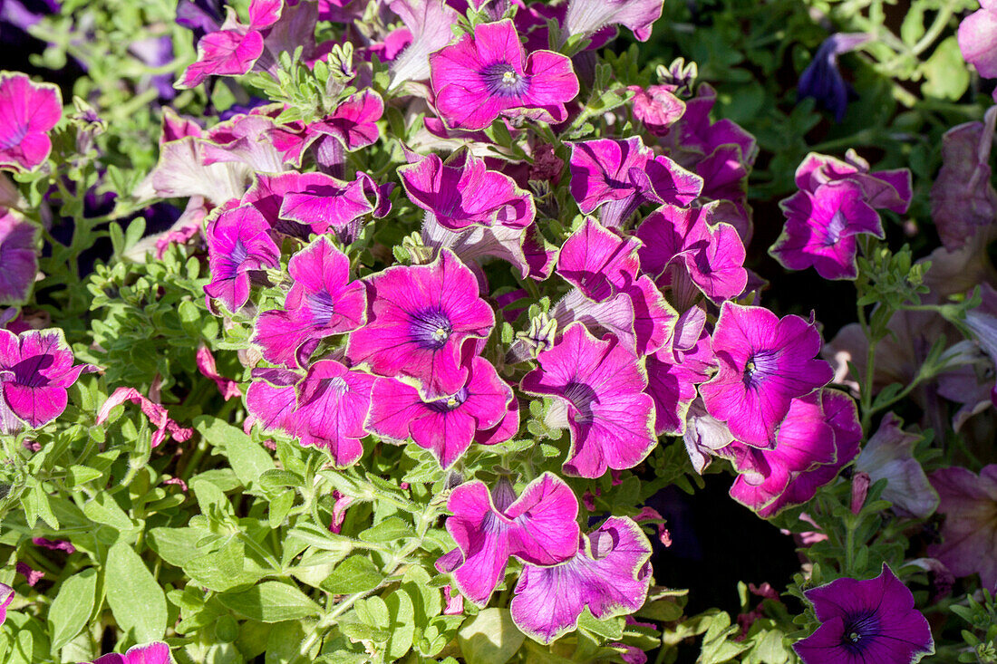 Petunia 'Crazytunia Kermit Purple'