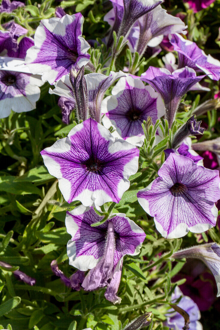 Petunia Crazytunia Lavender Star