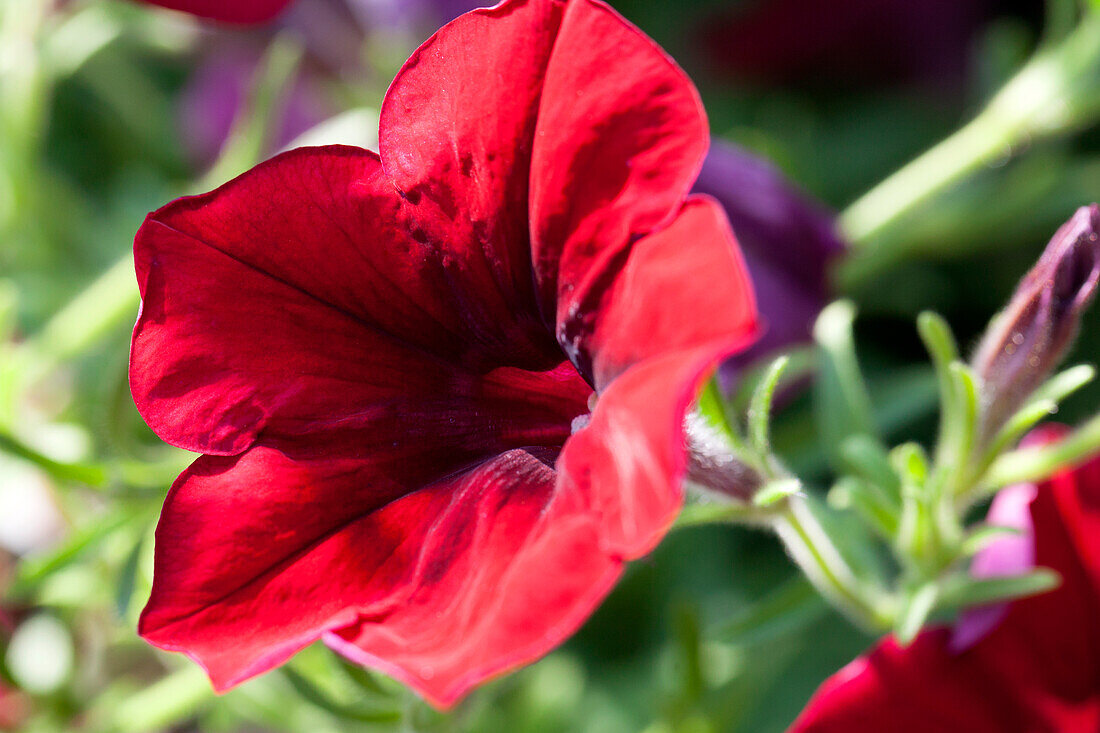 Petunia Crazytunia Red Blues