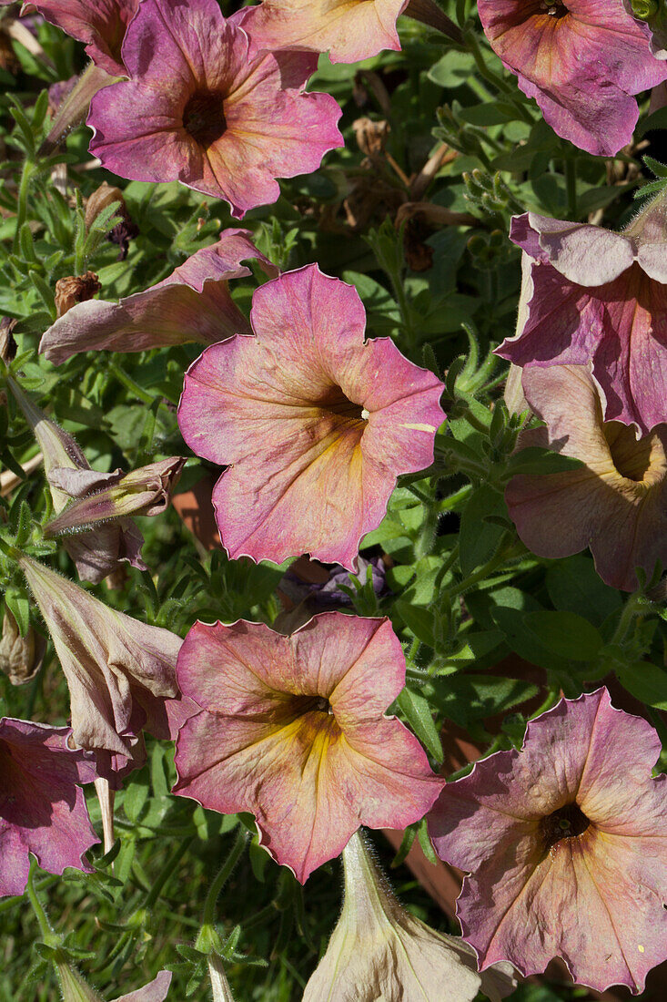 Petunia Crazytunia Terracotta