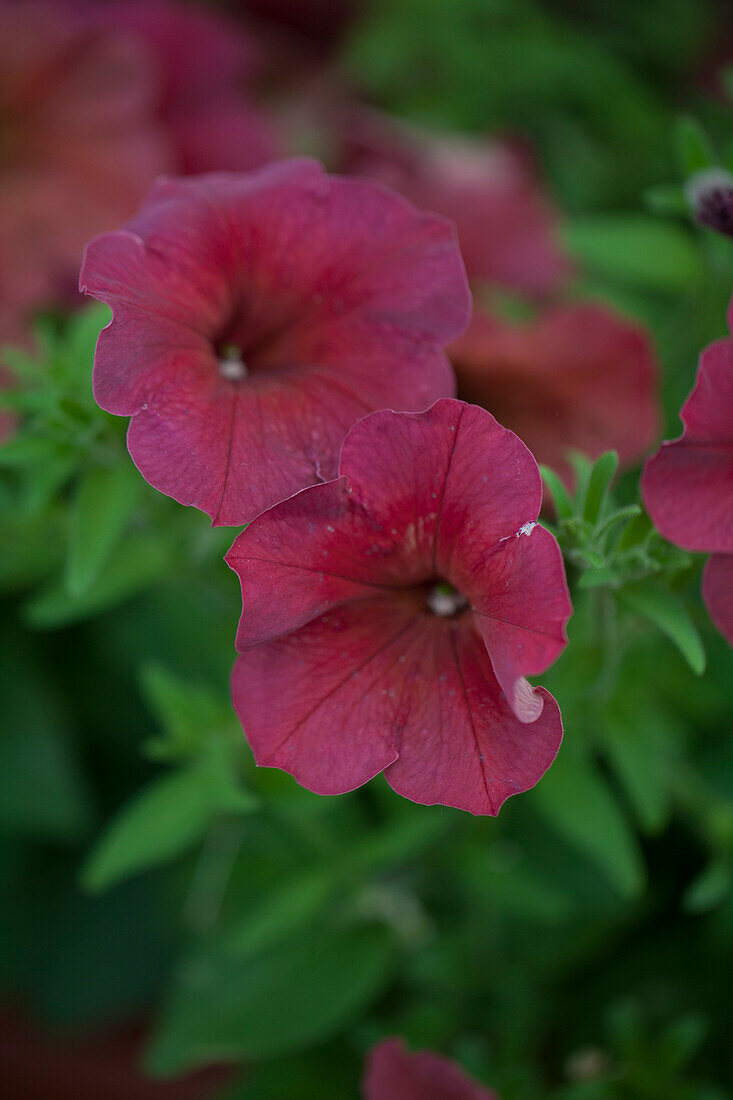 Petunia F1 Spreading 'Easy Wave Berry Velour' PanAmerican Seed(R)