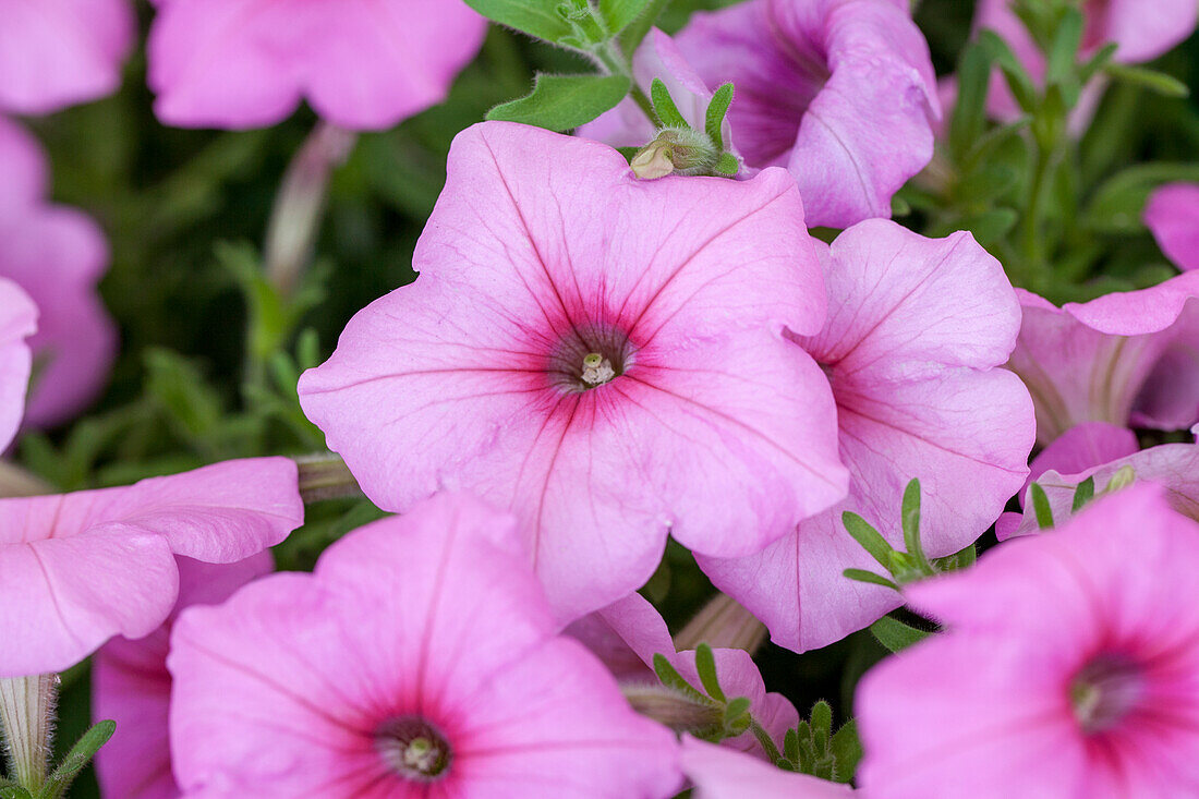 Petunia 'Easy Wave® Pink Passion' F1